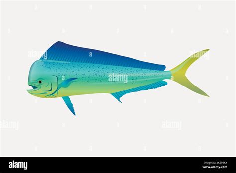 Mahi Mahi Fish Images – Browse 9,867 Stock Photos, Vectors, .